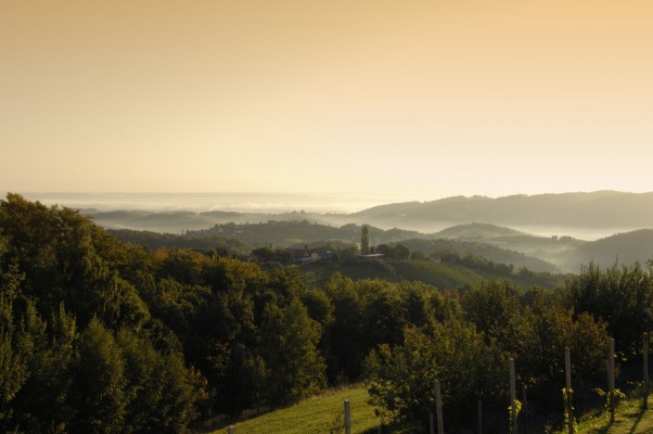 Südsteirische Landschaft im Nebel © PURESLeben